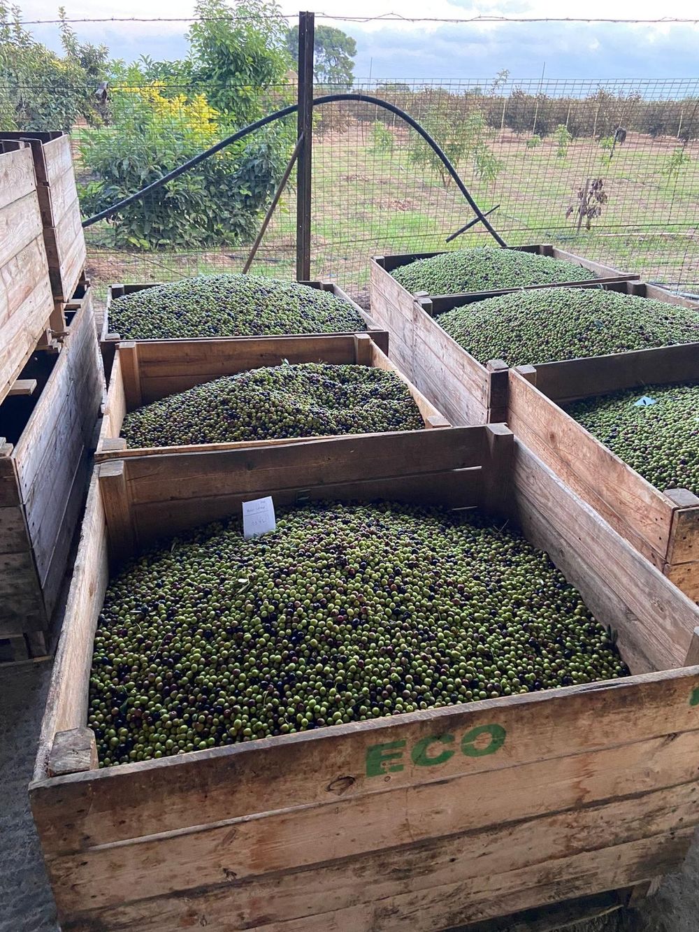 El Rei de Catalu&ntilde;a, la excelencia en el sabor del vino y aceite. &nbsp;