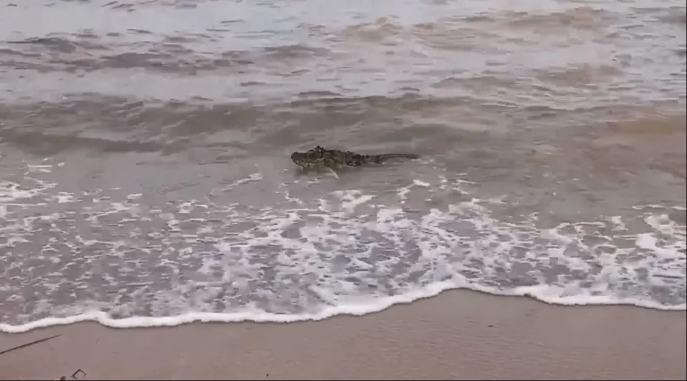 Yacaré visto en las costas de la Laguna Merín