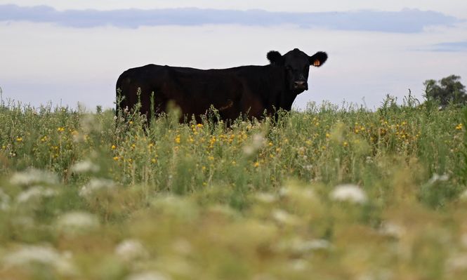 Fideicomiso adelantaba pagos a República Ganadera por venta de ganado de inversores y damnificados piden saber a dónde fue a parar el dinero