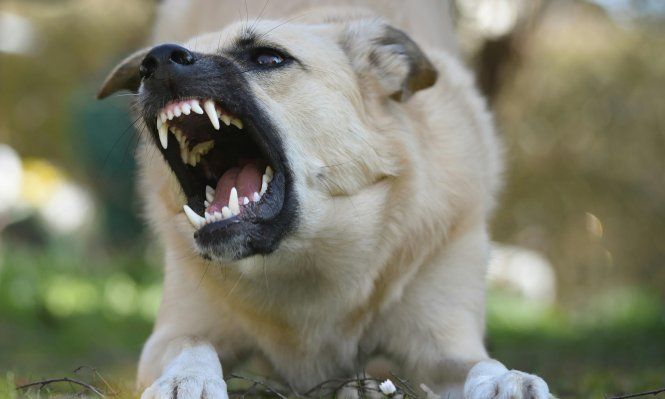 El perrito, un cuento de Armando Sartorotti