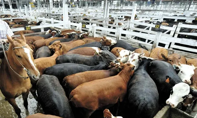 Se consolida la interrupción en la retención de vientres en Argentina