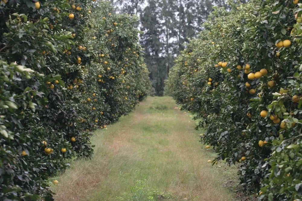 Las naranjas uruguayas empiezan a entrar al mercado estadounidense