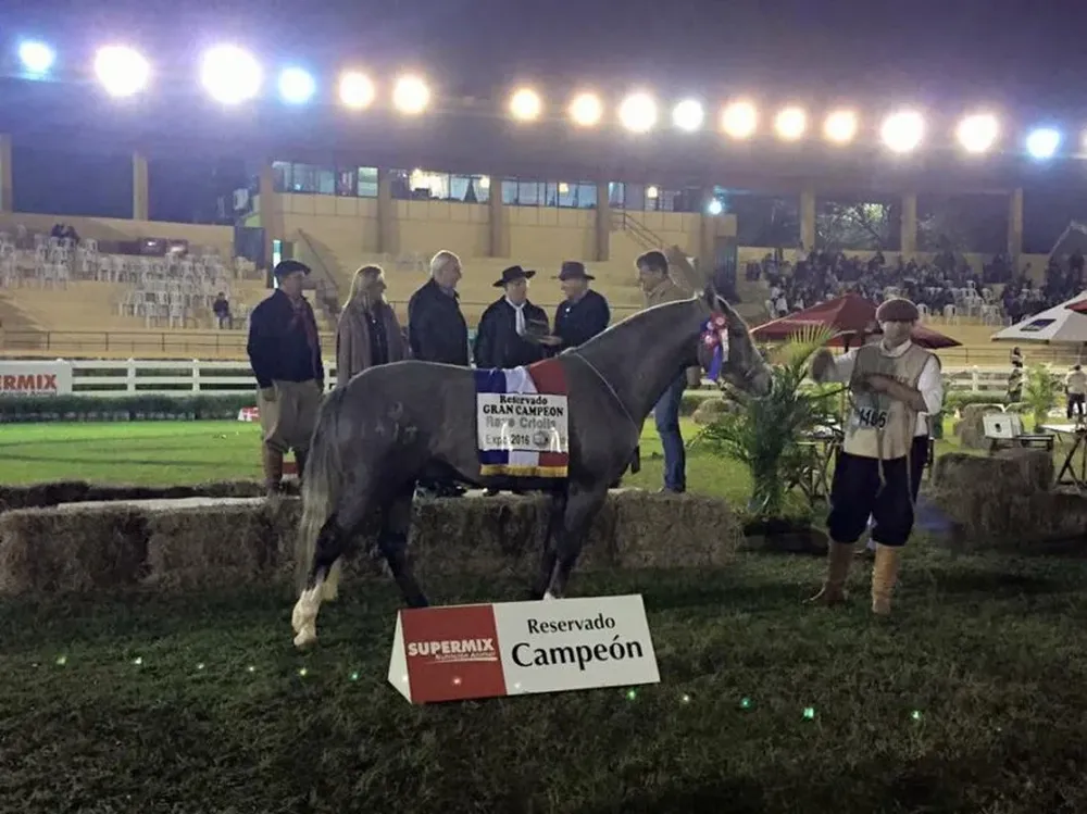 Arrayán Oasis, Reservado Gran Campeón de la Expo Paraguay 2016