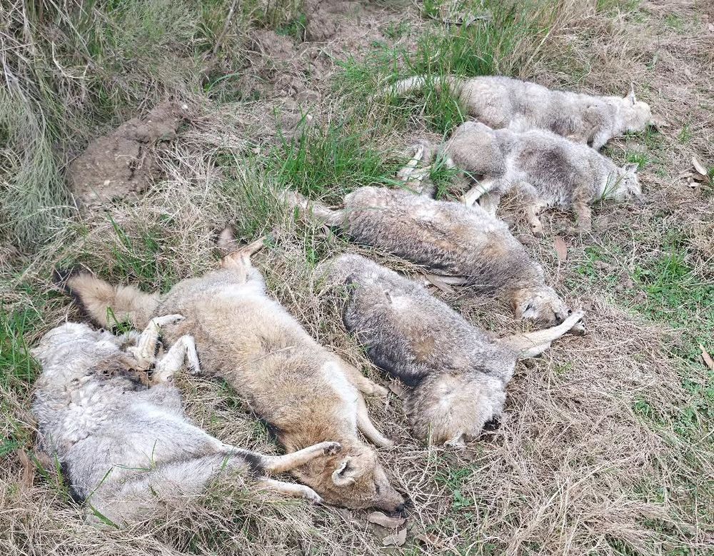 Zorros muertos en Lavalleja