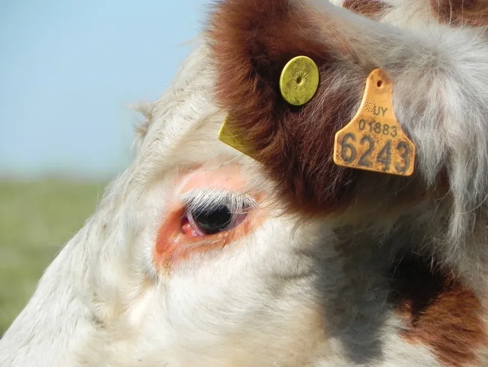 Uruguay es el primero y único país del mundo con el 100% de su rodeo vacuno identificado