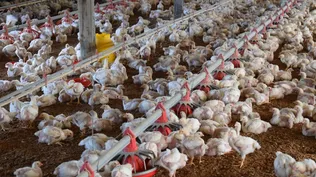 Hasta el momento el gobierno encontró cinco casos de gripe aviar, en animales muertos encontrados en Maldonado.