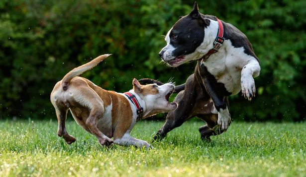 INBA advierte sobre casos de mordeduras de perros y recuerda la responsabilidad de sus cuidadores