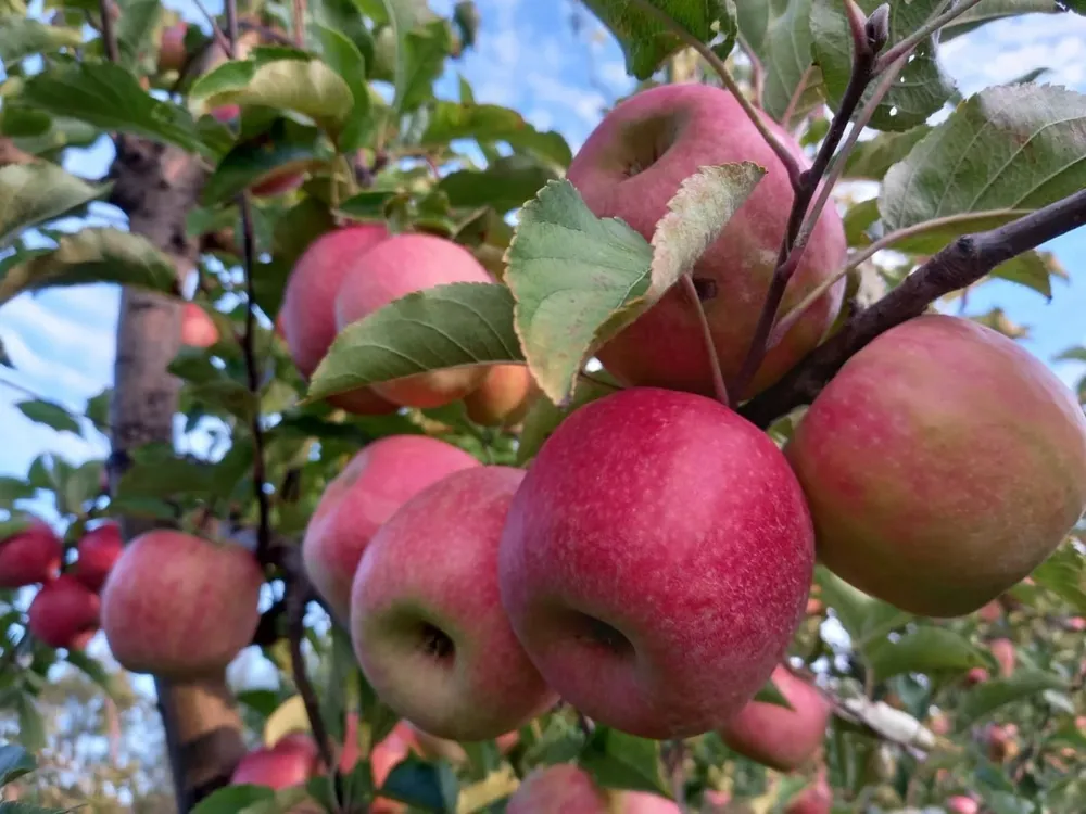 Comenzó la cosecha de manzanas Pink Lady.