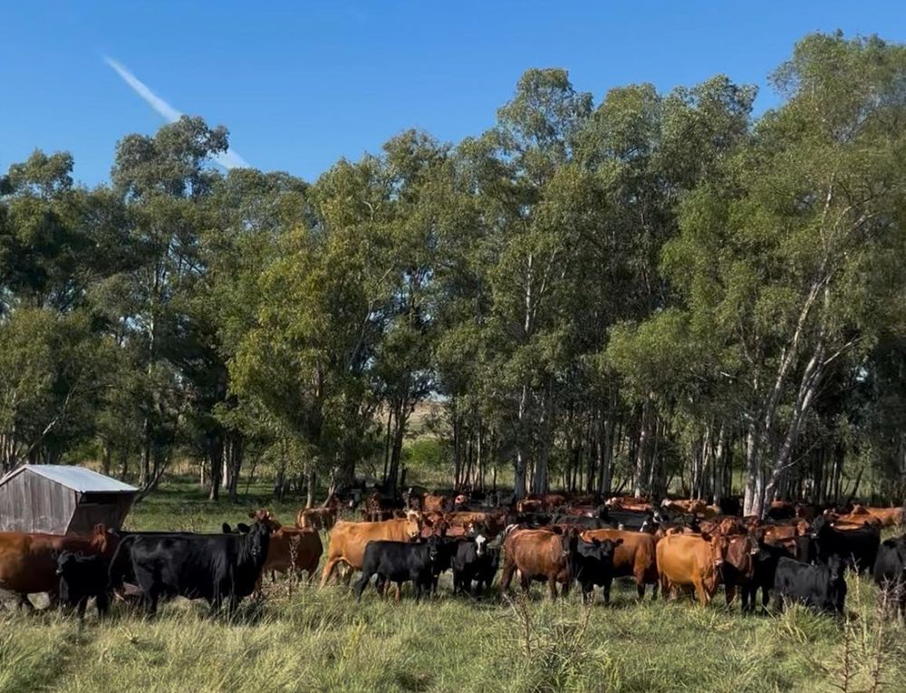 Ganaderos en pastizales uruguayos en el foco del mundo en un año de conmemoración.