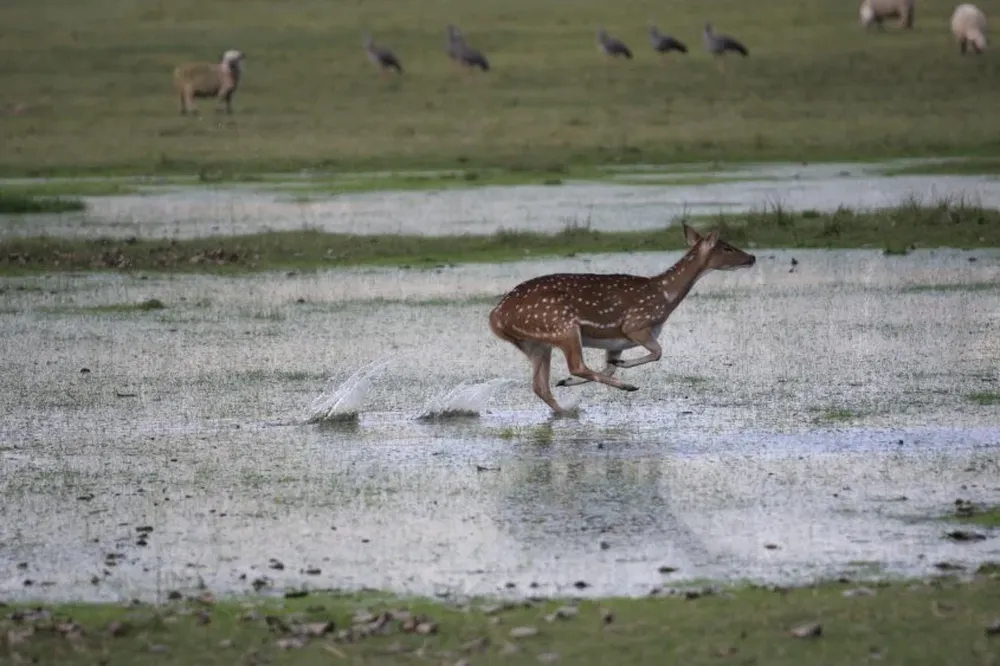 Un ciervo axis en el Parque Anchorena.