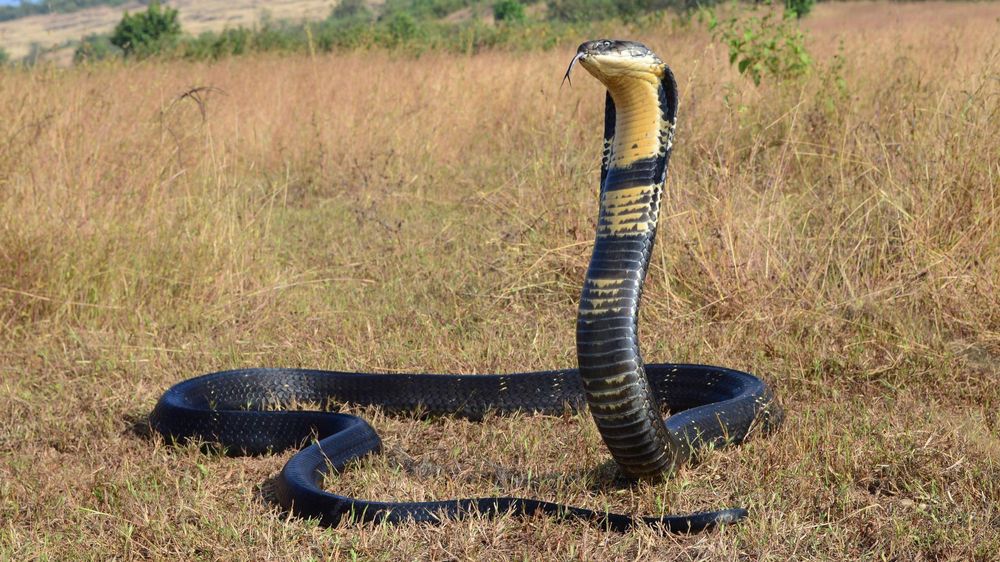 Los elápidos son una familia de serpientes altamente venenosas.
