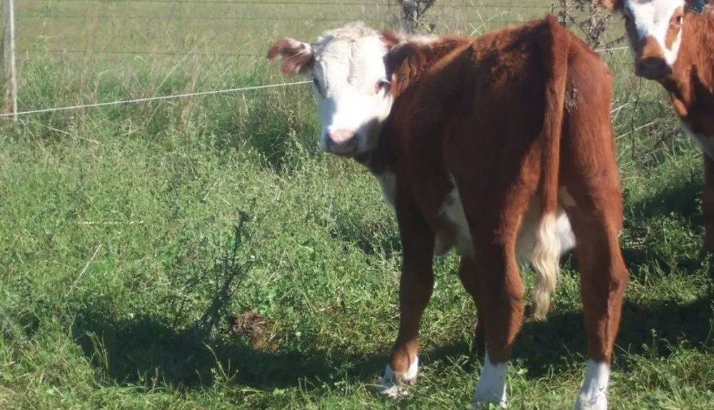 Habrá otra buena producción de terneros