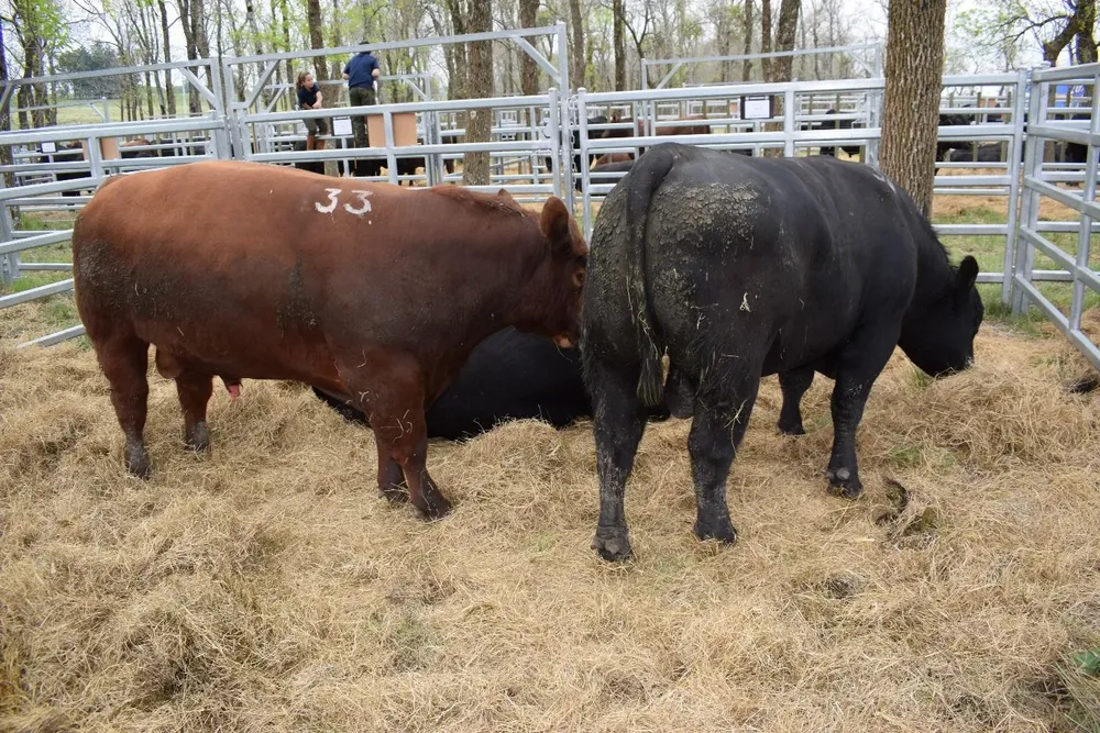 Toros de El Yunque, que MegaAgro rematará este año el martes 4 de octubre, en la cabaña.