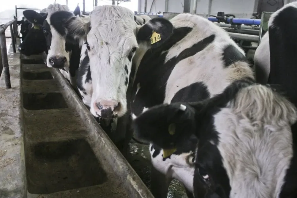 Lecheros esperan por medidas más a fondo para salvar a sector lechero