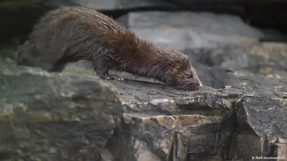 El visón se alimenta de aves y roedores nativos en Argentina y Chile