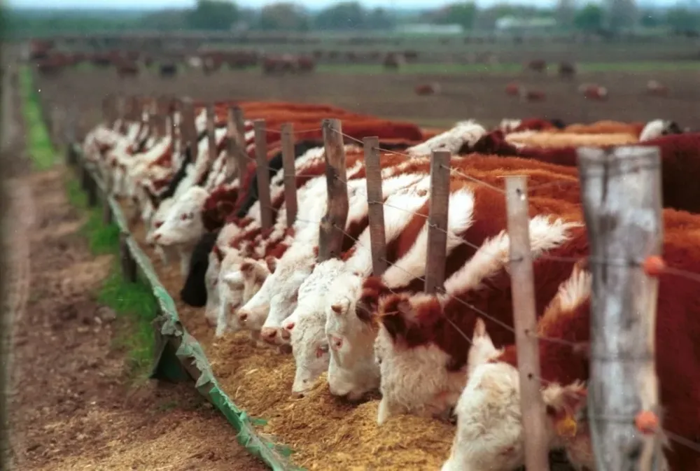Alimentación a corral, uno de los atractivos para las empresas de alimentación animal