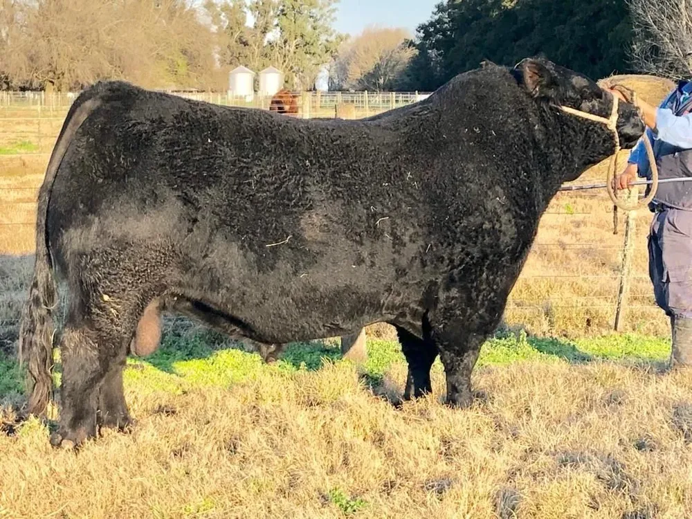 Apache, el toro senior que Frigorífico Modelo, La Rubeta y Genexys presentarán en la Expo Palermo