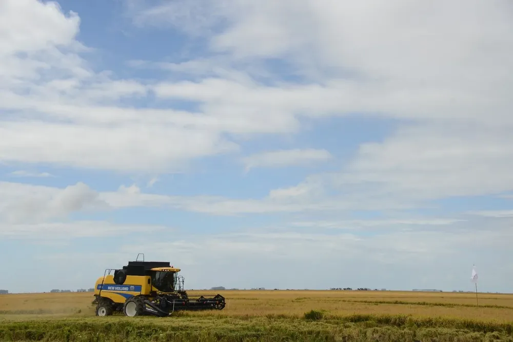 Se prevé que la próxima semana culmine la cosecha.