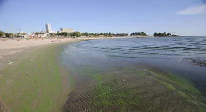 playas de montevideo y canelones con cianobacterias: mira cuales son