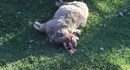 El ataque de perros se dio en Semana Santa.