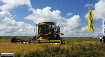 saman cerro otra planta de arroz en salto