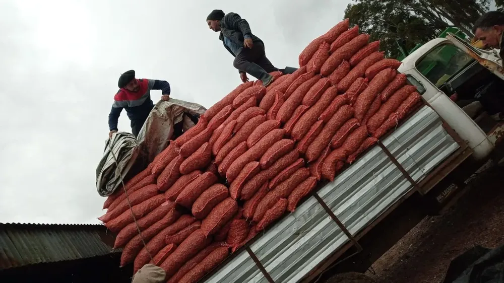 Se exportaron 20 mil kilos hacia Chile, vía terrestre.