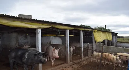 El Observador | 1566597935905.webp