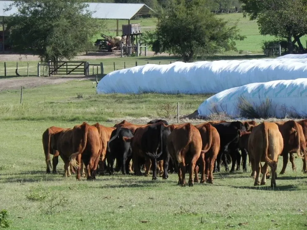 Las referencias de precios ganaderos se mantienen en los niveles de las semanas anteriores.