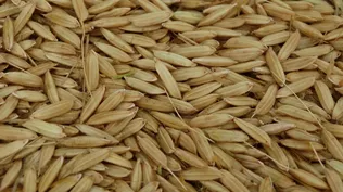 El precio del arroz mejora.
