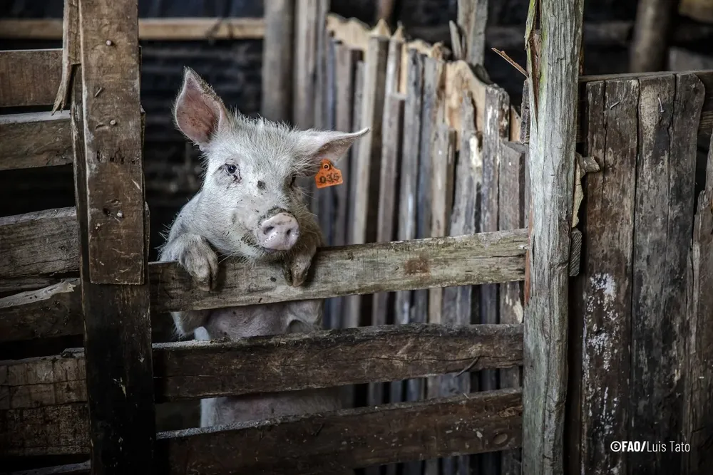 Los cerdos, una de las especies más vulnerables.