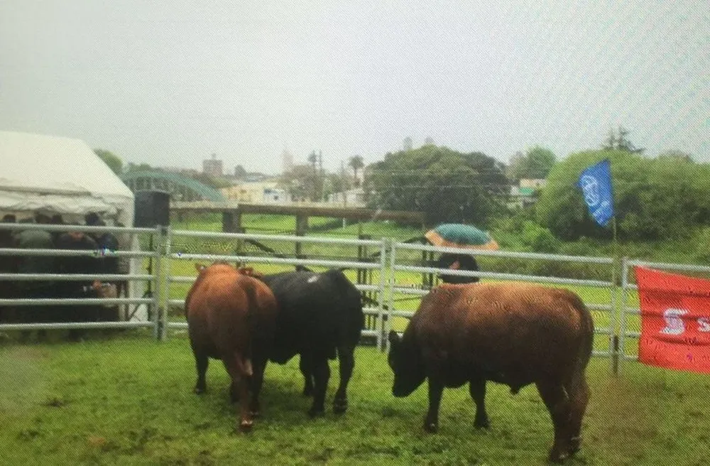 Con un fuerte temporal se vendieron los 32 toros de las cuatro cabañas