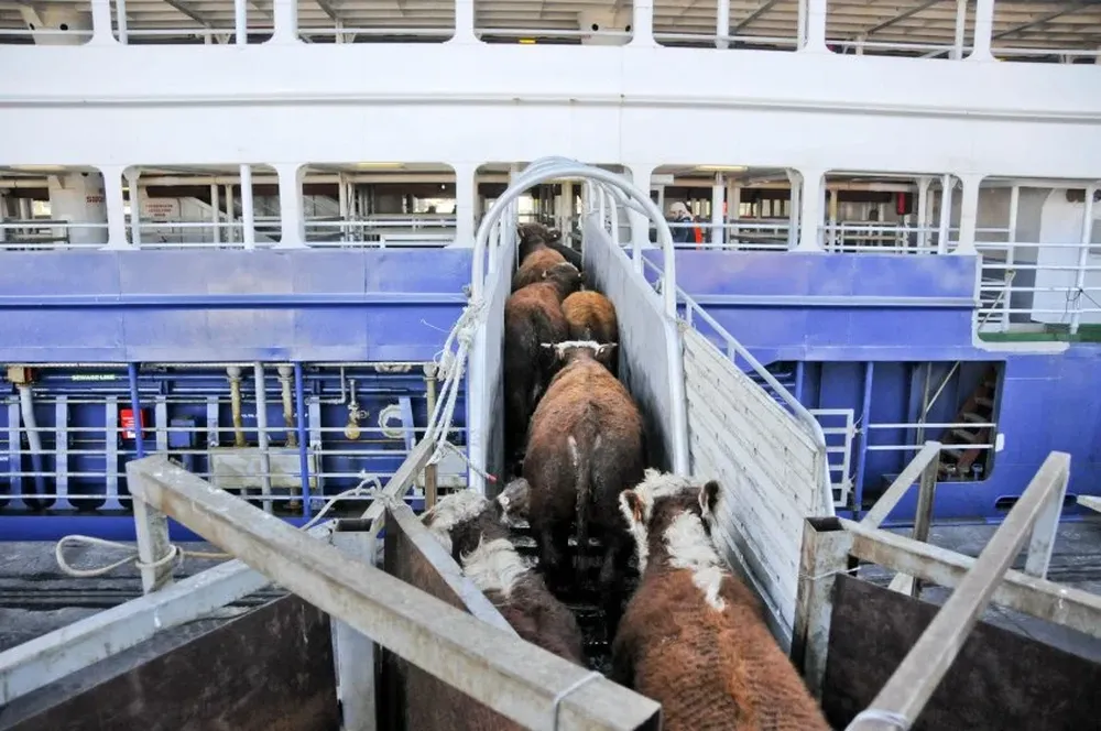 Vacas: exportación de ganado en pie desde el puerto de Montevideo (foto de archivo).