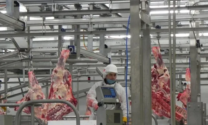 La faena de vacunos disminuyó en una semana atípica