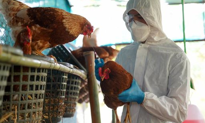Compra de vacunas y revisión de protocolos: el plan de Sanidad para evitar que los casos de gripe aviar contagien a humanos