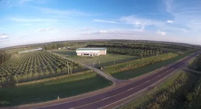 Plantaciones de Olivares Salteños, ubicado en el kilómetro 498 de la ruta 3, en Salto, Uruguay