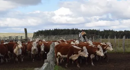 Ganadería: puntal del sector de los agronegocios en Uruguay.