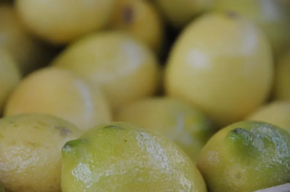 Producción de limones.