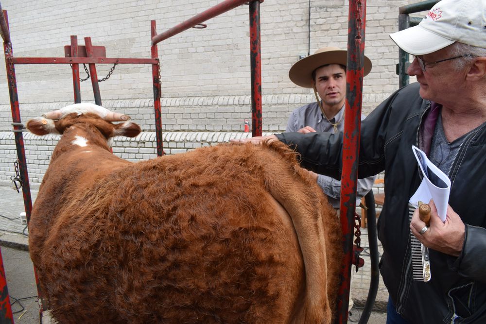 Expo Rural del Prado 2025: se hará del viernes 5 al domingo 14 de setiembre.