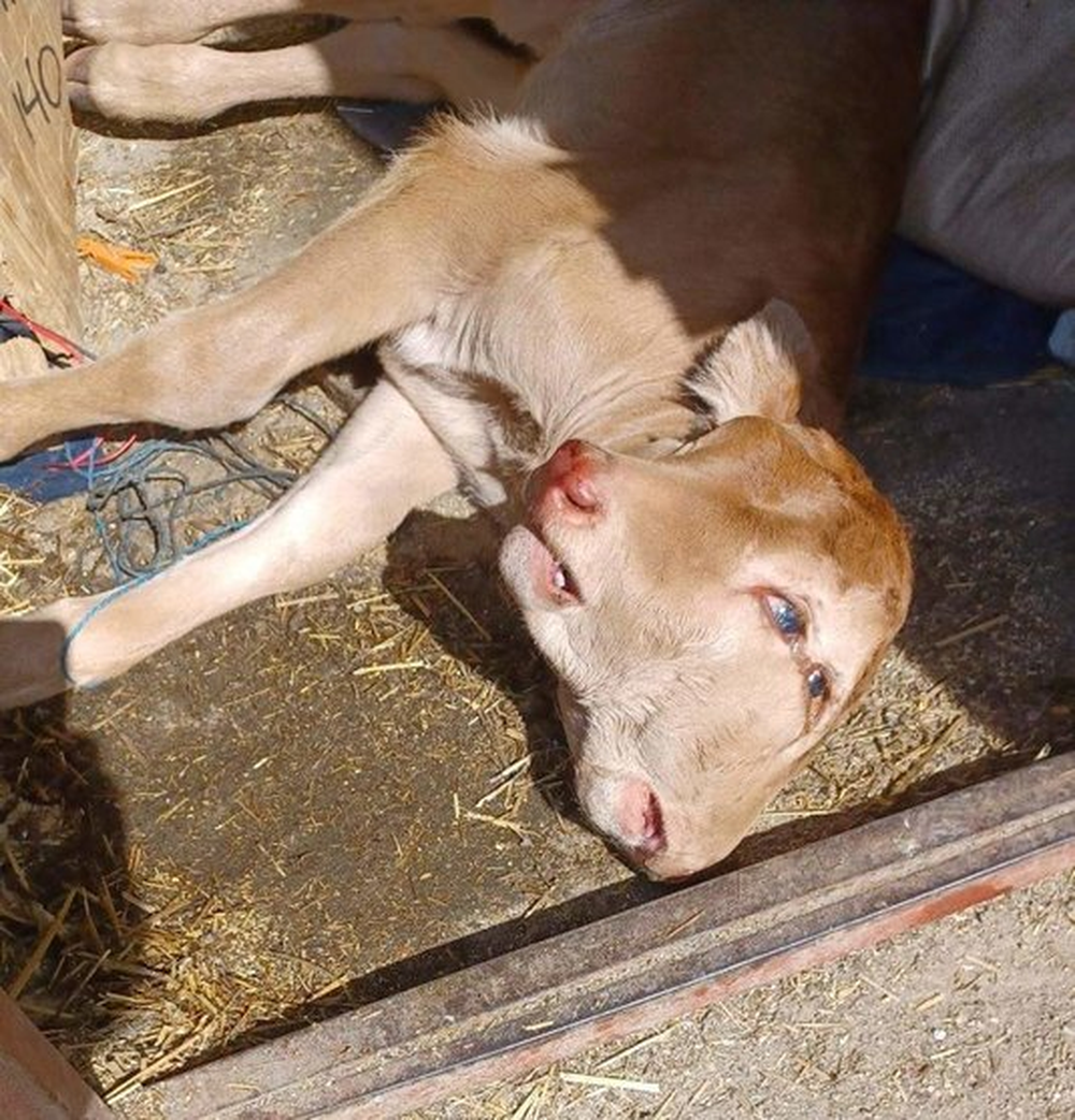 El ternero bicéfalo nacido en una granja de Zamora