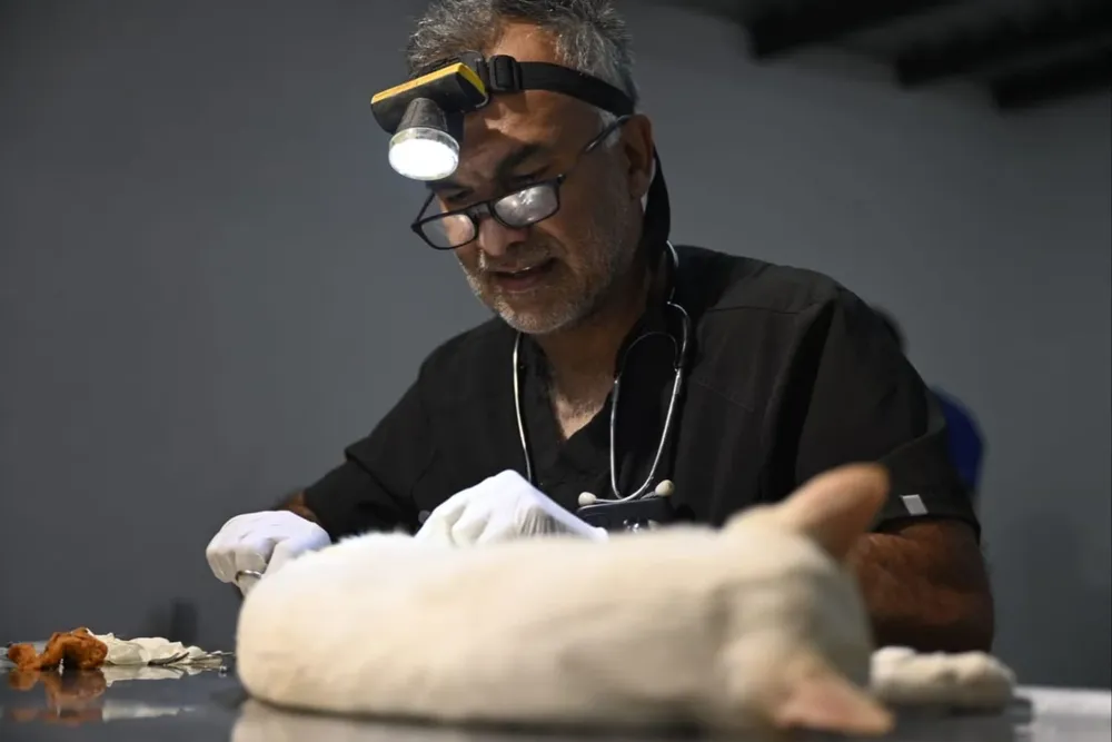 Esterilizaciones emprendidas por el MGAP.