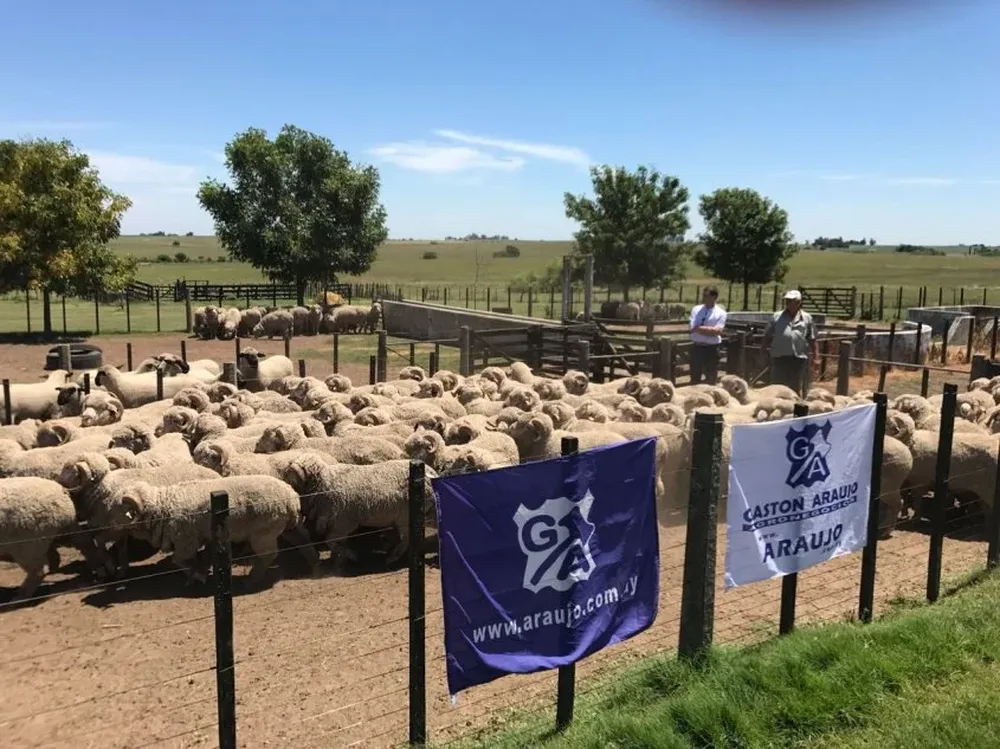 Gastón Araújo y Douglas Cortela observan la carnerada
