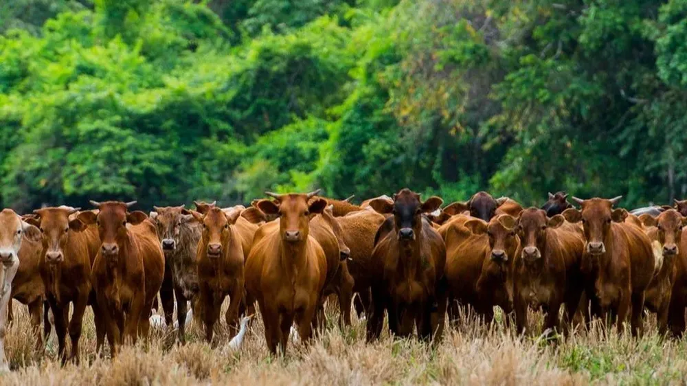 Los árboles a menudo se talan para crear tierras de pastoreo para proveer la demanda de carne del mundo.