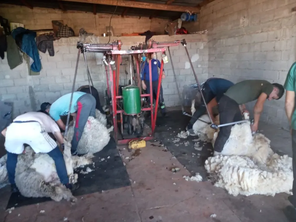 La comparsa de Víctor trabaja en campos ubicados en la zona de Sarandí del Yí, en Durazno, en Lavalleja, Florida y Flores.