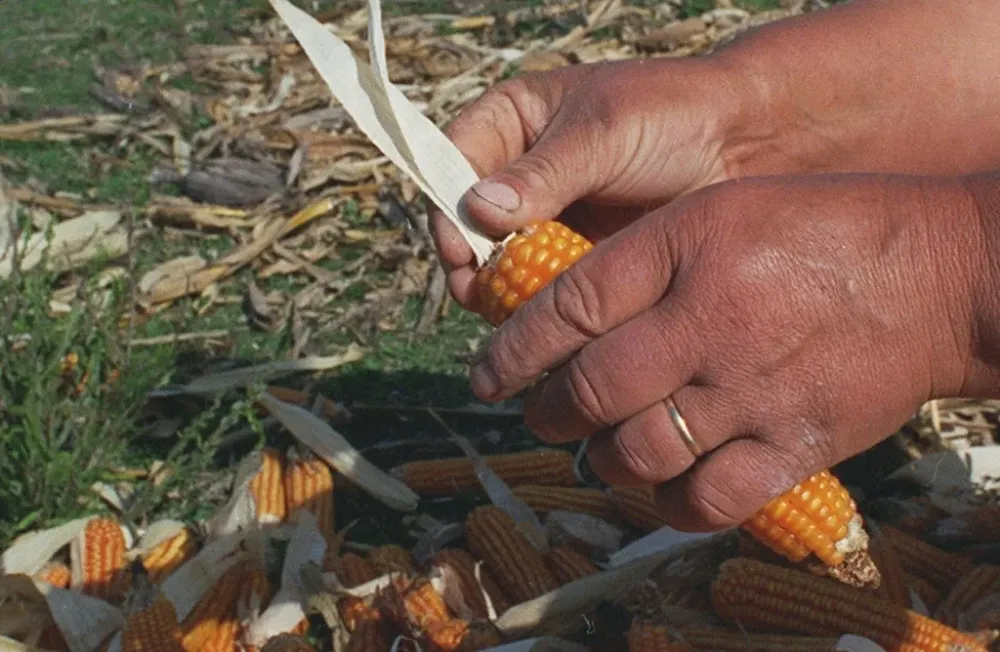 En el cinturón maícero de Estados Unidos plantaron 50.000 hectáreas de cultivos trangénicos