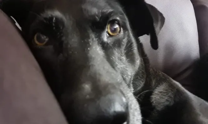 Dormir con perros: beneficios y consideraciones