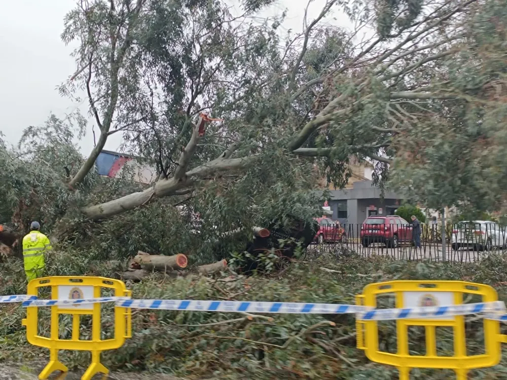 Fotos de las consecuencias del temporal sufrido este sábado (caída de árboles) en Córdoba.
