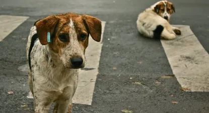 advierten por la existencia auxiliares veterinarios con certificados truchos