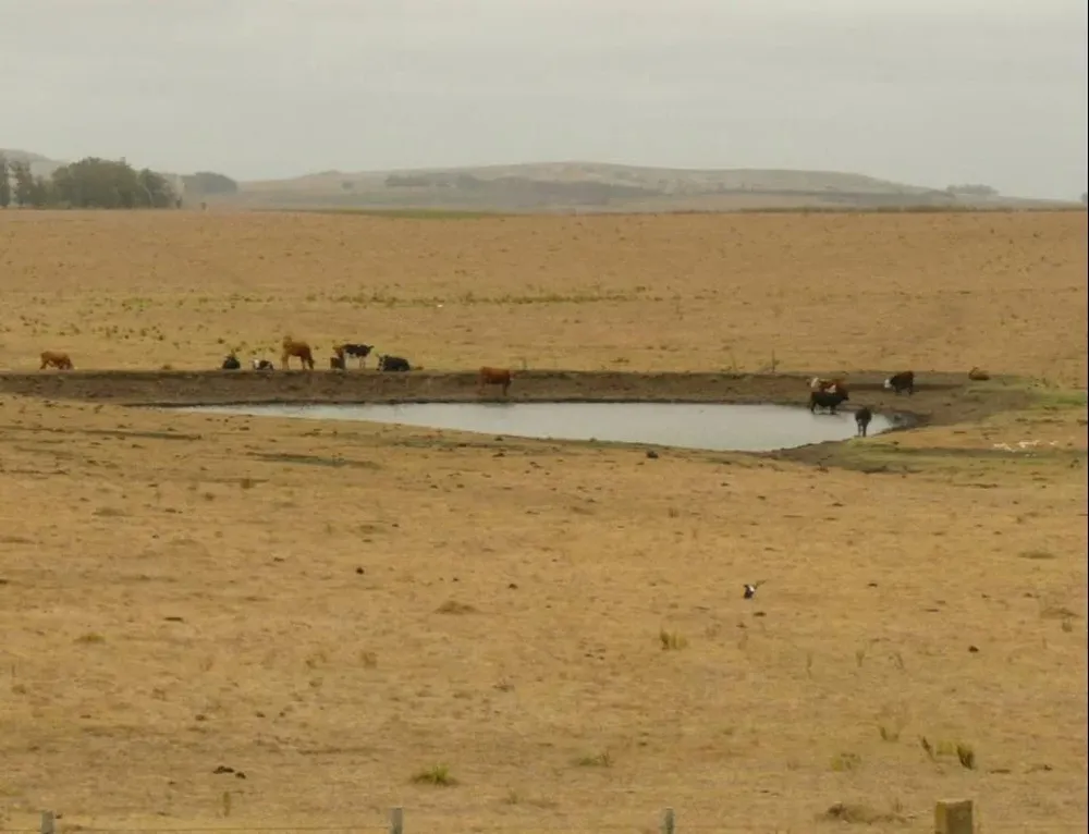 El MGAP prevé extender la declaración de emergencia agropecuaria por déficit hídrico.