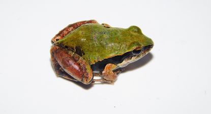 El Observador | Physalaemus cristinae, foto inédita (3).jpeg