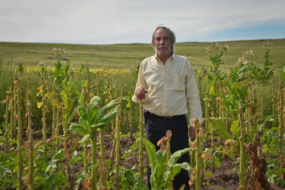 Delmar Suárez es productor de tabaco en Artigas. Más de 500 personas se dedican en Uruguay a esta actividad que conlleva riesgos para la salud